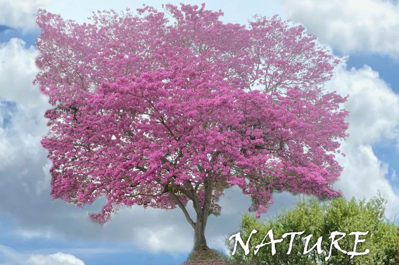 There’s Nothing Like Nature